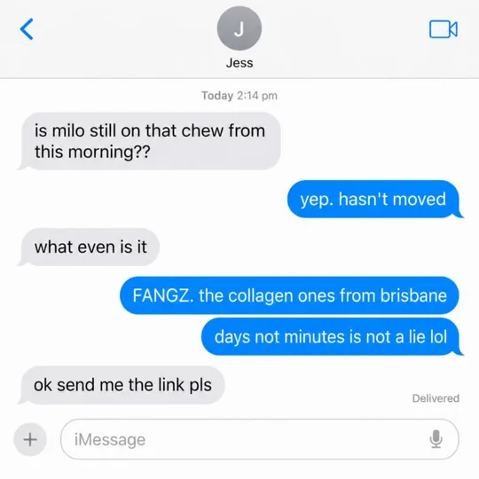 Fangz ad: a text message thread asking if the dog is still on the same chew from the morning